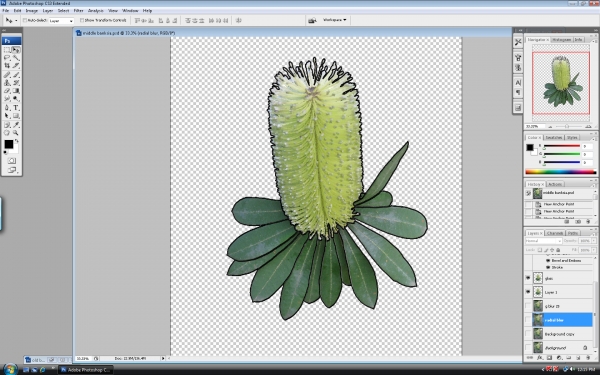 Creation of bud, flower, seed pods.: Step 5